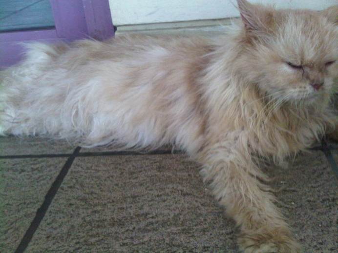 IMG02114-20120512-1252