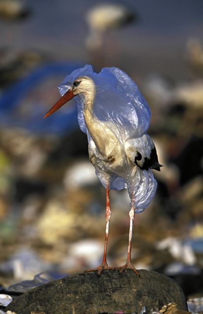 bird-plastic-bag
