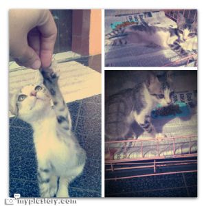 PicStory-2013-06-04-09-09