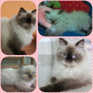 PhotoGrid_1435767187405