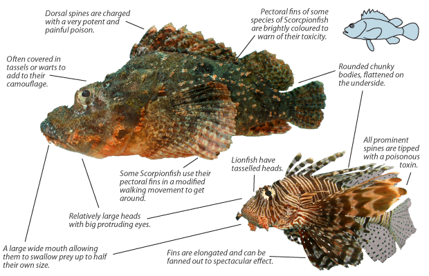 lionfish-scorpionfish