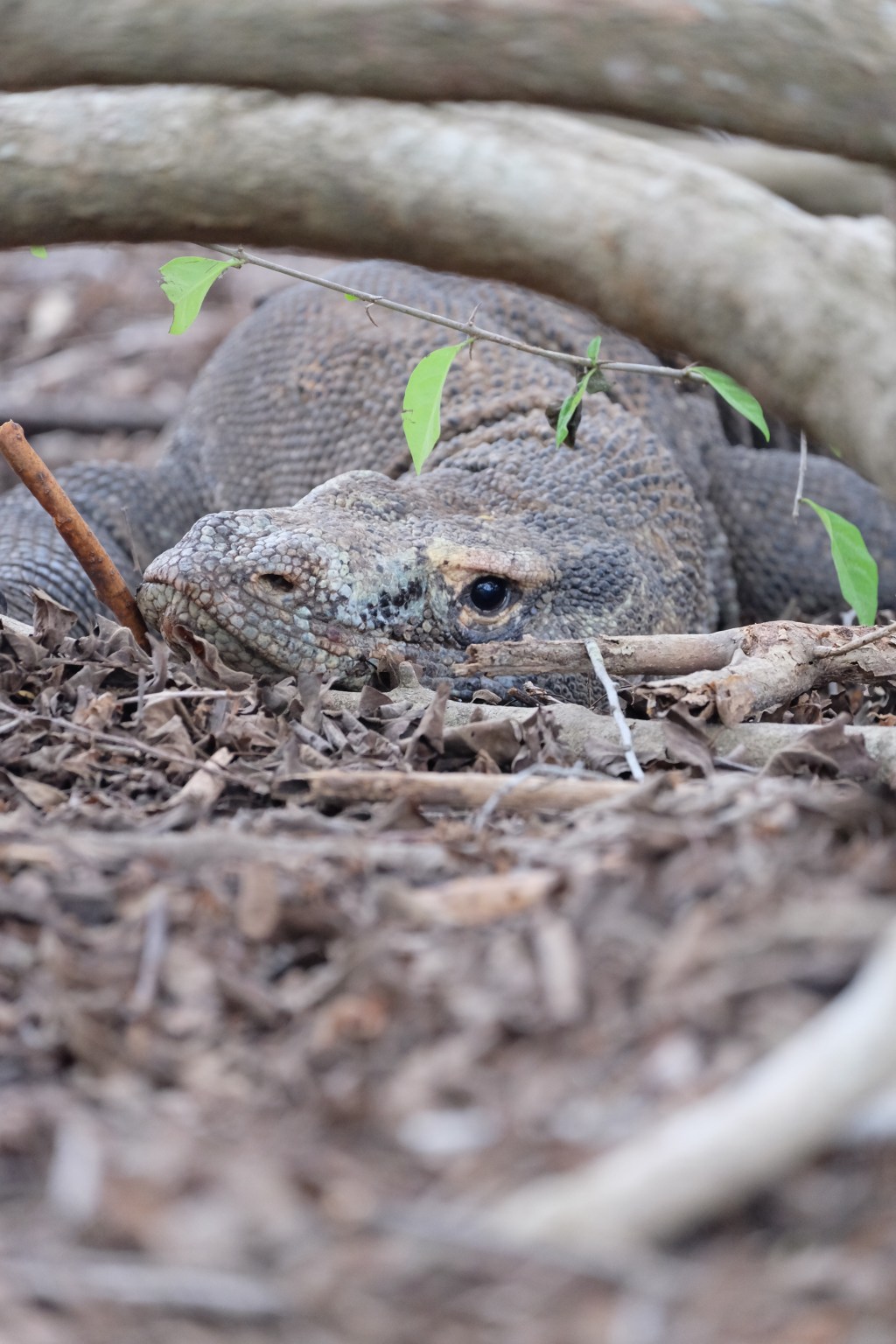 Abib 5th birthday trip: FLORES (day 2–part&nbsp;1)